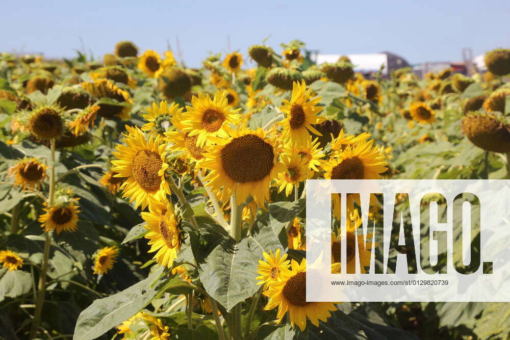 Sunflower Field In Canada Sunflowers (Helianthus annuus) growing in a