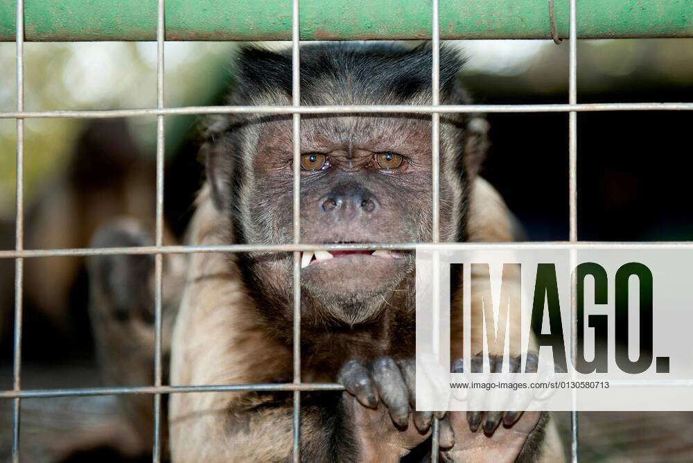 Capuchin Monkey (Cebinae sub-family), gripping onto cage, Tzaneen Lion ...