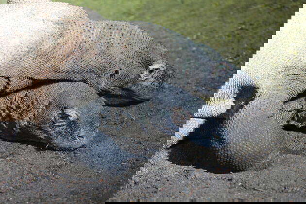 the-australian-reptile-park-are-celebrating-an-incredible-yet