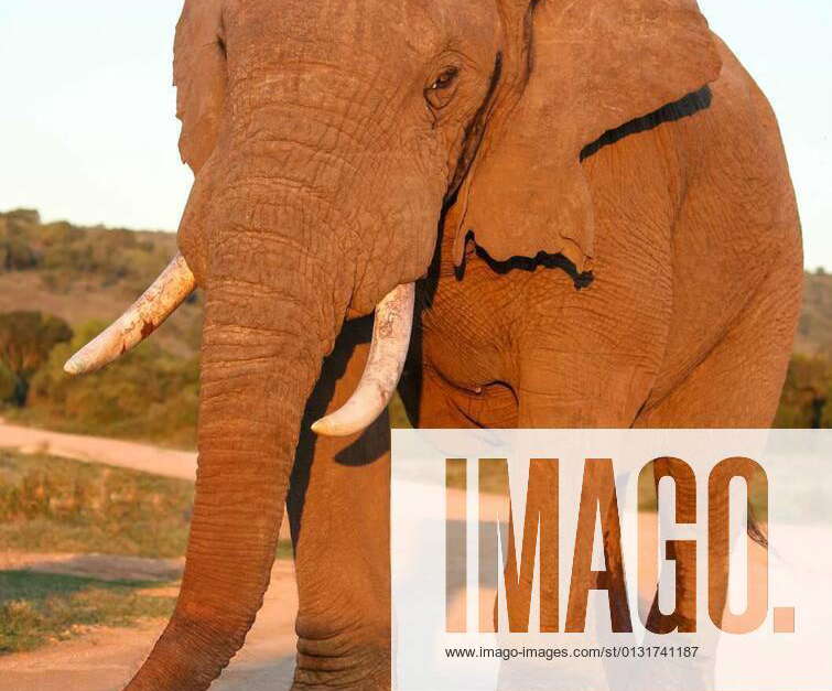 Huge male African elephant in musth