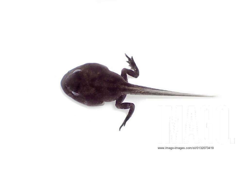 Grass frog Rana temporaria , tadpole with developed hind legs, the