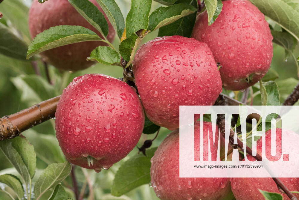 Apple, Braeburn Malus domestica Braeburn , Malus domestica Braeburn