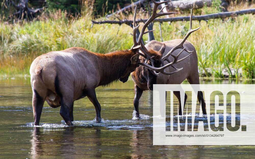 Kämpfende Wapiti Hirsche 47, Struggling elk bulls