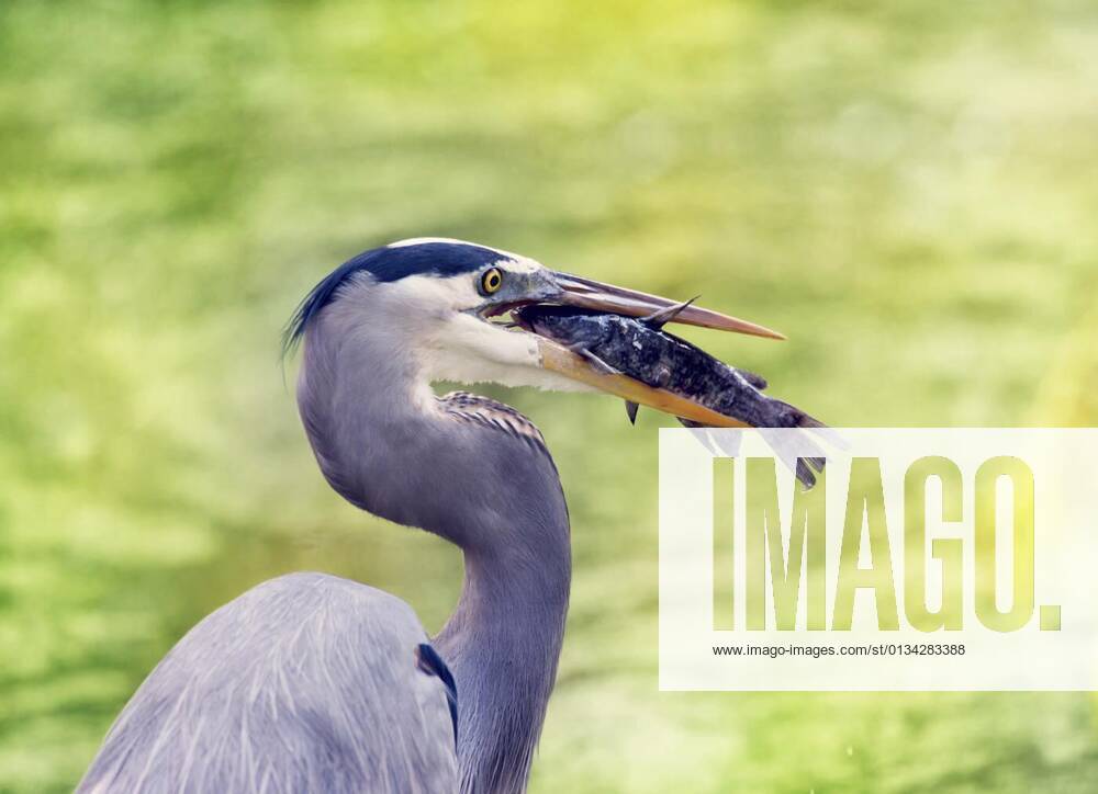 Great Blue Heron eating a fish