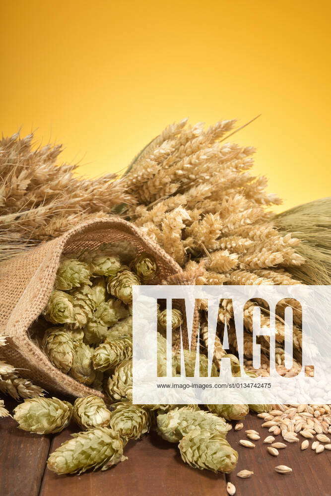 getreide,gerste,hopfen,malz,korn,hordeum vulgare,hanfgewächs,hanfgewächse,humulus *** grain,barley