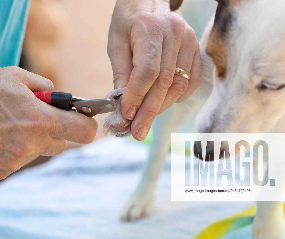 jack russell terrier,cutting,claws,nail clippers,jack russell terriers