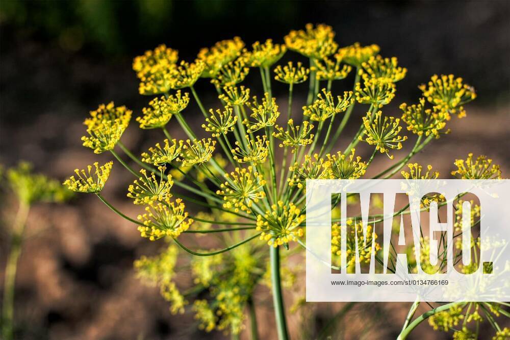 Big yellow dill flower