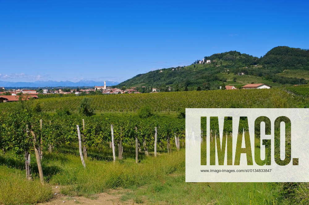 winegrowing region,manzano,winegrowing regions