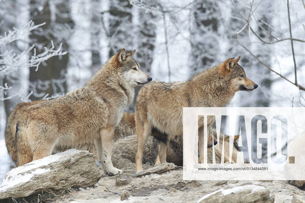 Hunting Wolves Predator predator, wolf, predators, wolfs