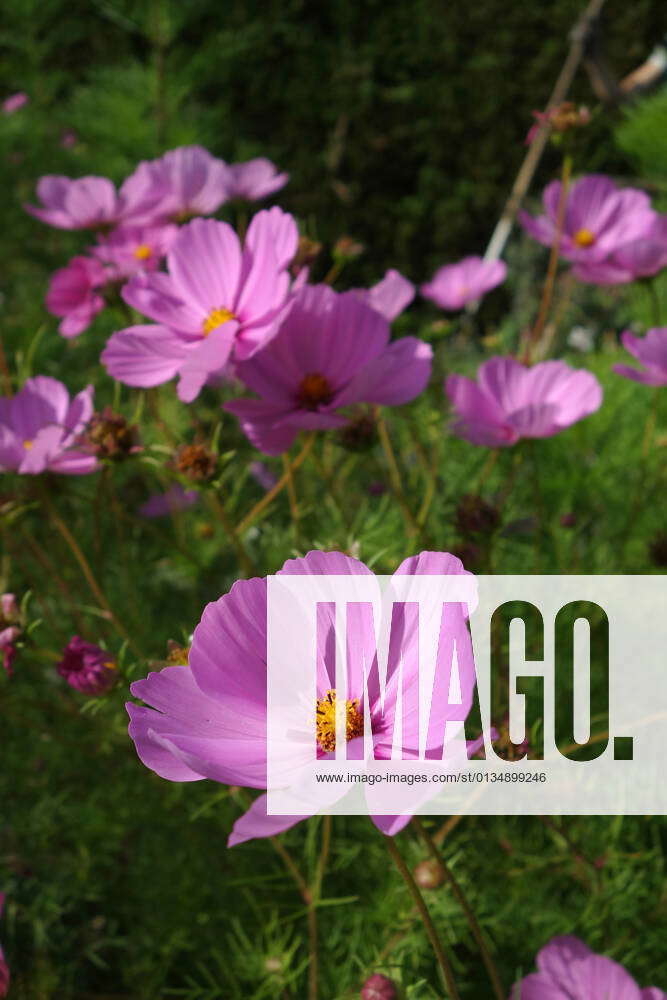jewelry cosmos flower,cosmos flowers