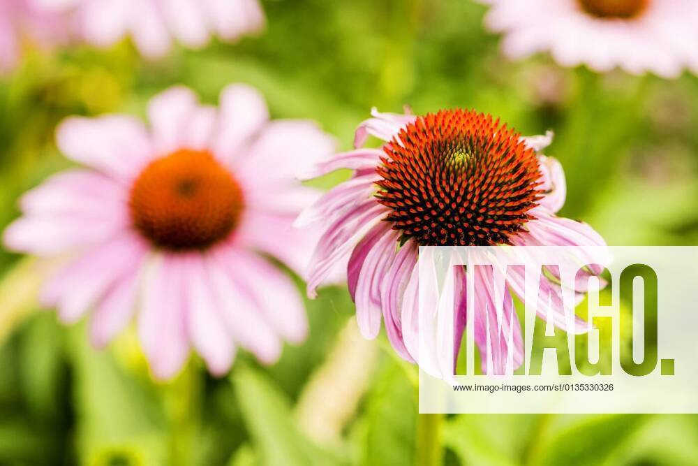 Echinacea purpurea,medicinal plant of indian medicine