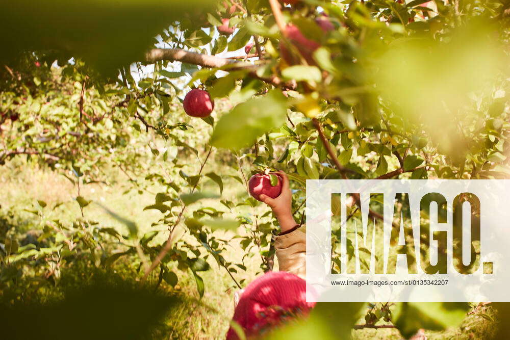 Girl picking apples from tree