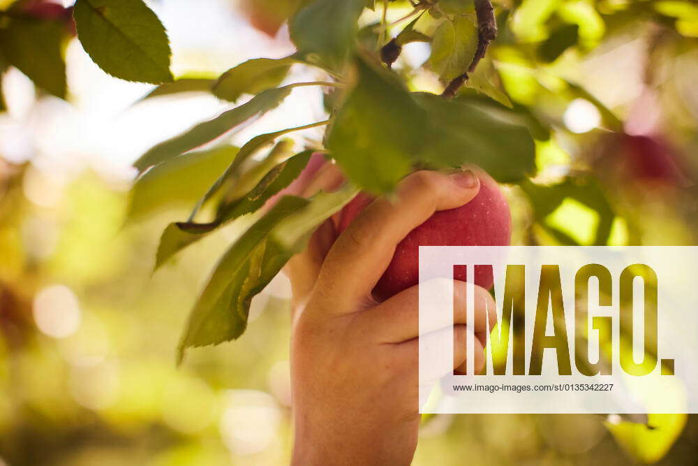Girl picking apples from tree