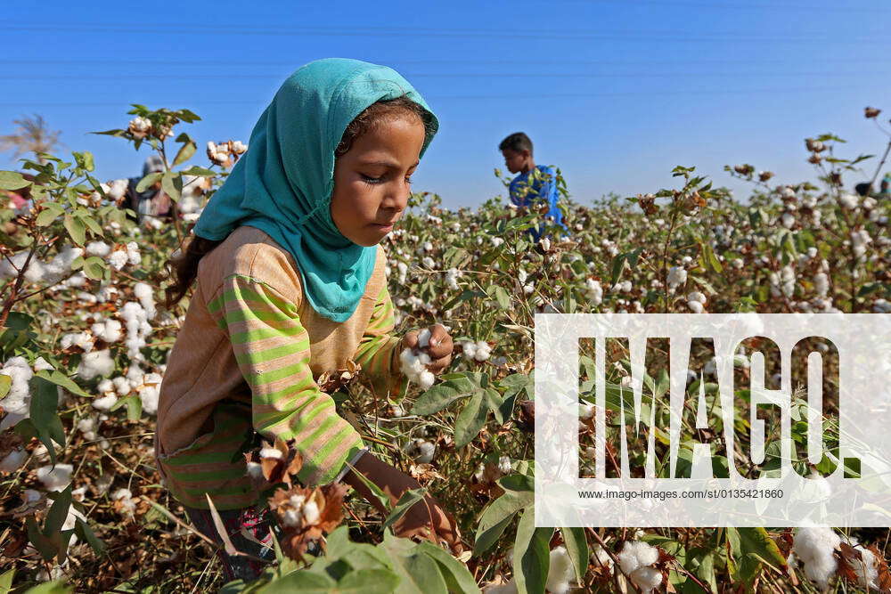 Cotton Harvest In Ciro Egypt Egyptians collect the cotton crop on