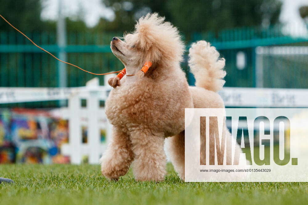 Fci hot sale poodle standard