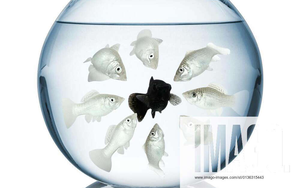 Fish racism concept