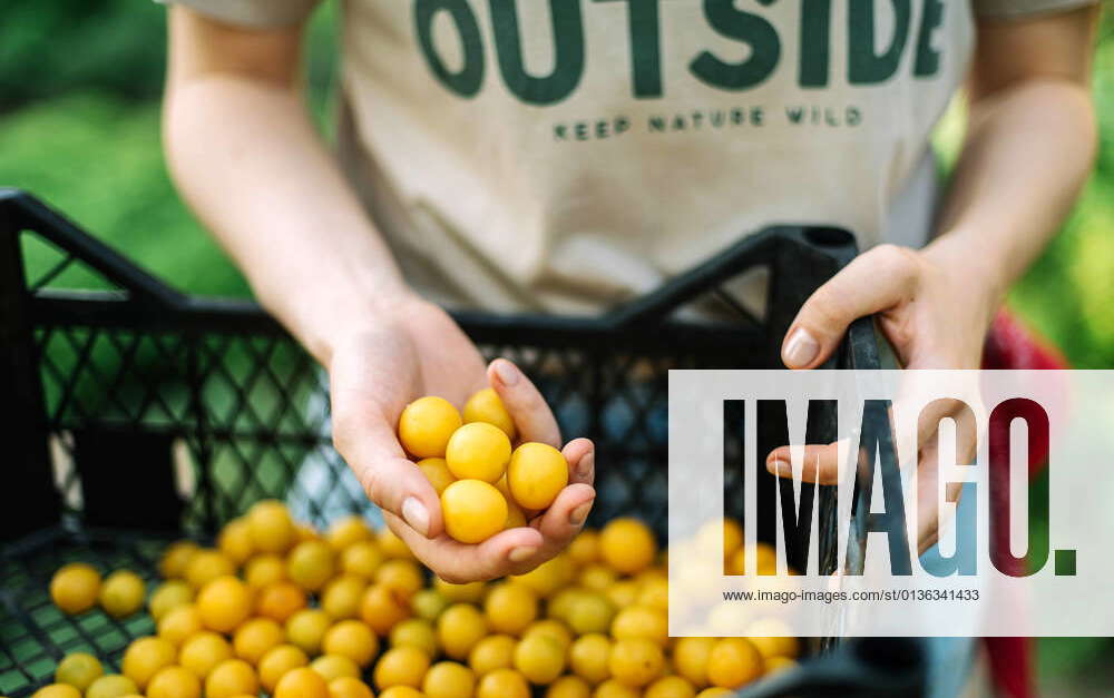 Woman picking mini yellow plums Texas City, Texas, United States CR