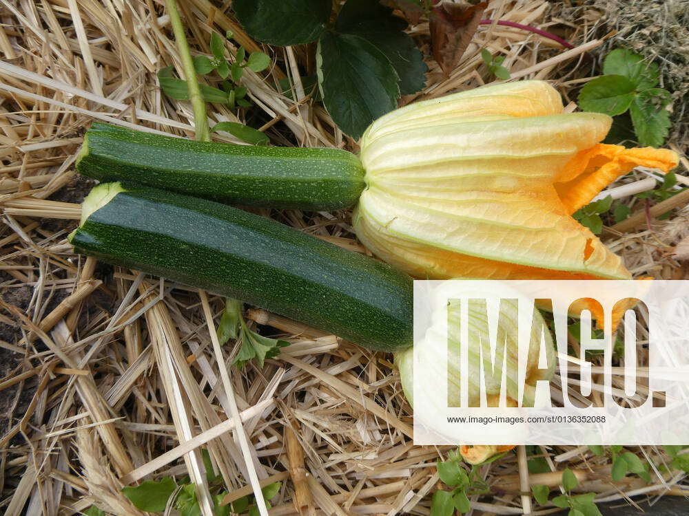 Courgettes, courgette flowers and small green courgettes