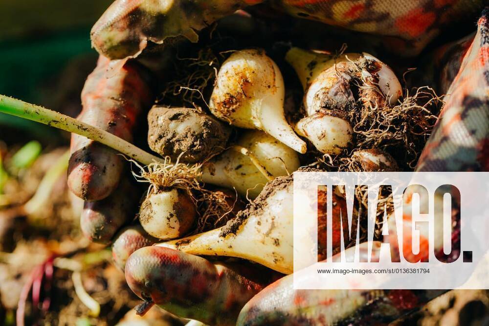 Many young tulip onions lie in the hands of a closeup