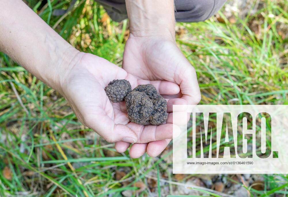 Brown truffles in the forest