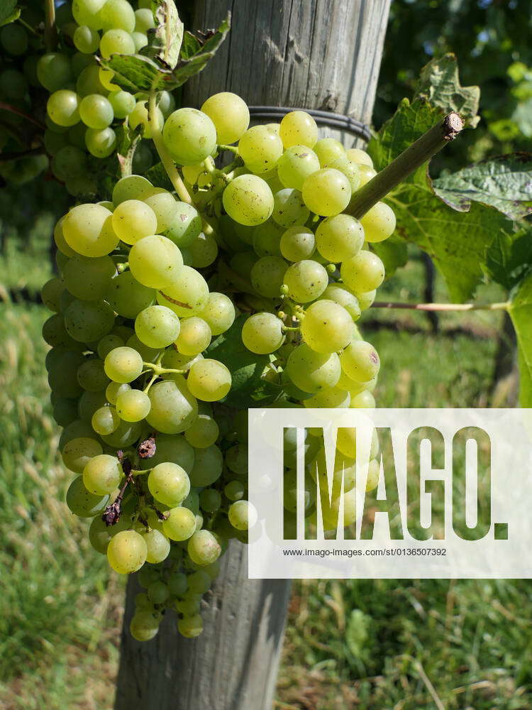 Ripe grapes on the vine in the winegrowing region of Rheinhessen