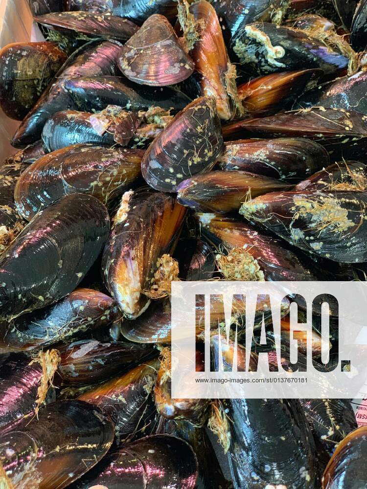 Fresh mussels on the fish market