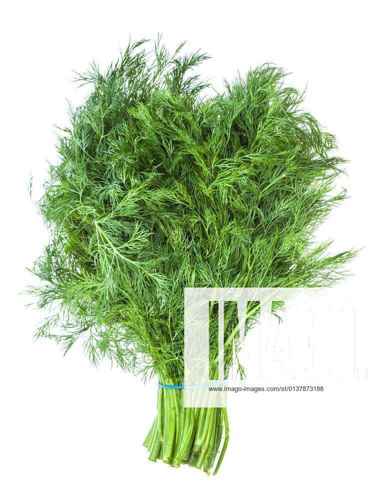 Big bunch of natural green dill herb isolated