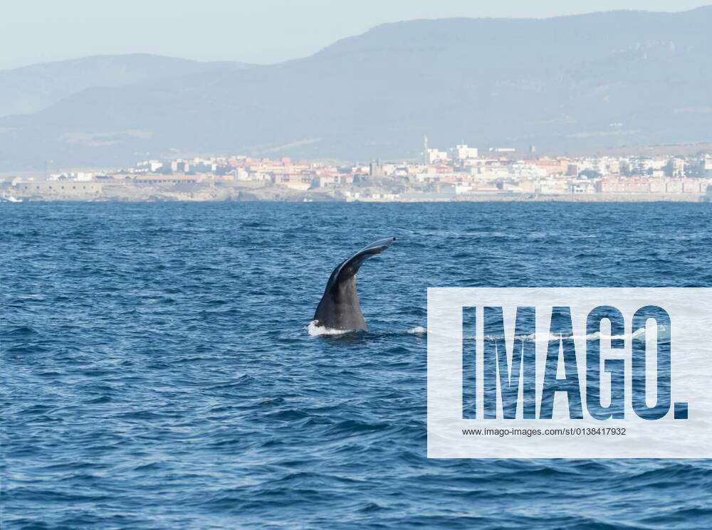 Sperm Whale Diving Showing Flukes