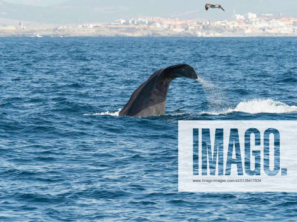 Sperm Whale Diving Showing Flukes