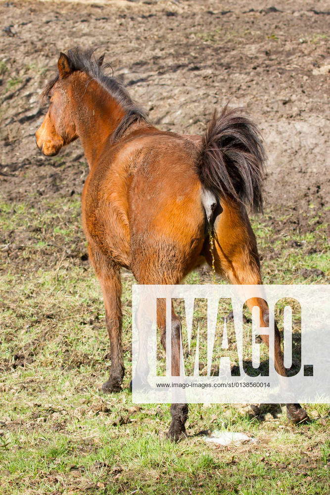 A horse is peeing at the field