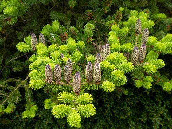 Korea Fir with cones, Abies koreana Korean Fir with cones, Abies