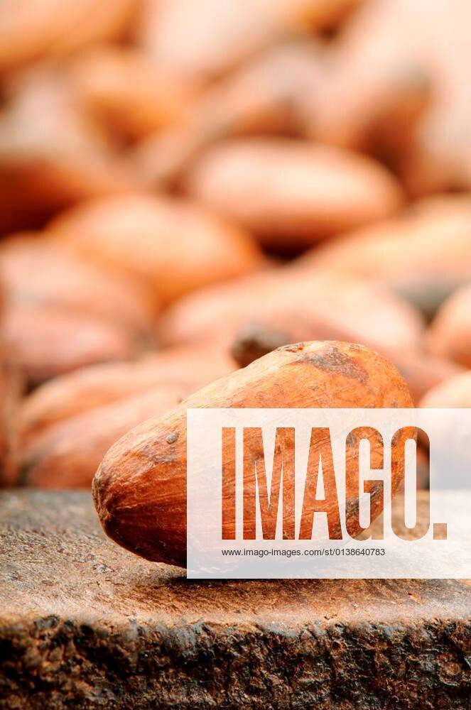 Cocoa bean. Macro xFotosearchxLBRFx xCSP_paulgrecaudx