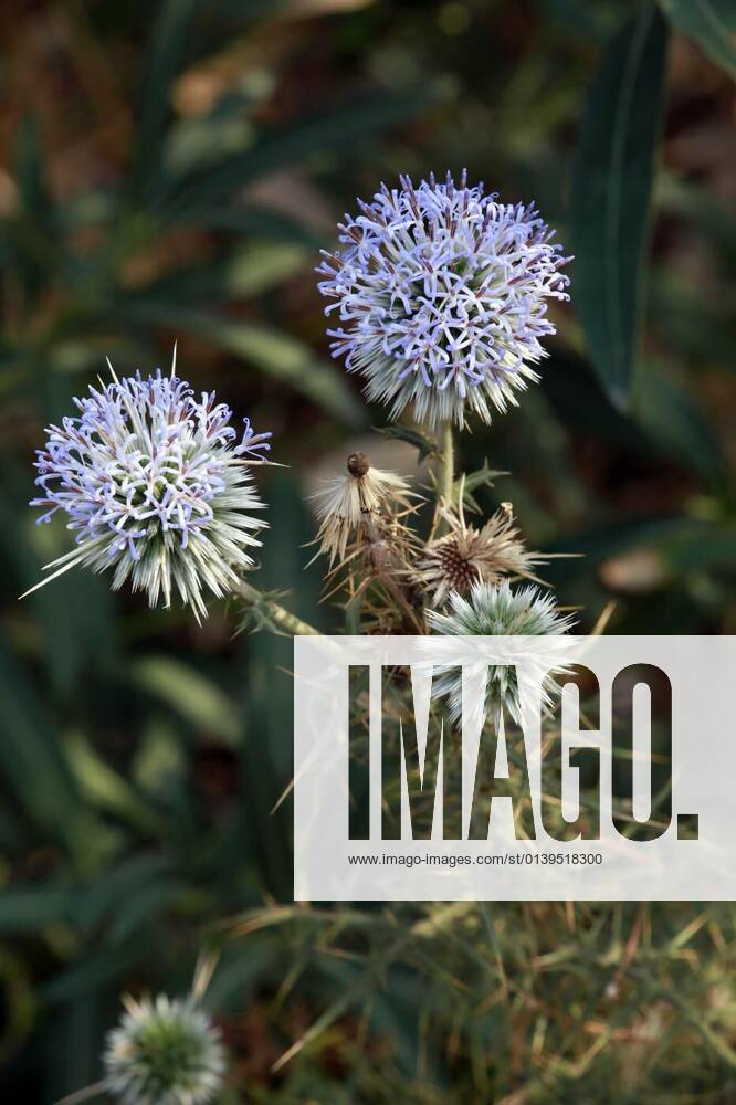 Echinops spinosissimus thistle