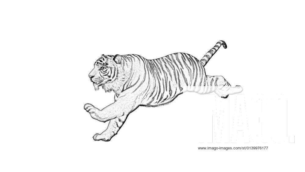 even in draws there are beatiful | Tigre desenho, Arte de tigre, Imagens de  desenhos a lápis