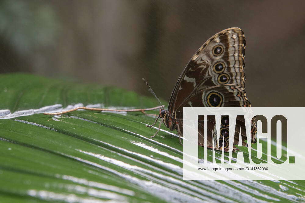 Tropical Forest Butterfly Garden At Otago Museum A butterfly sits on a