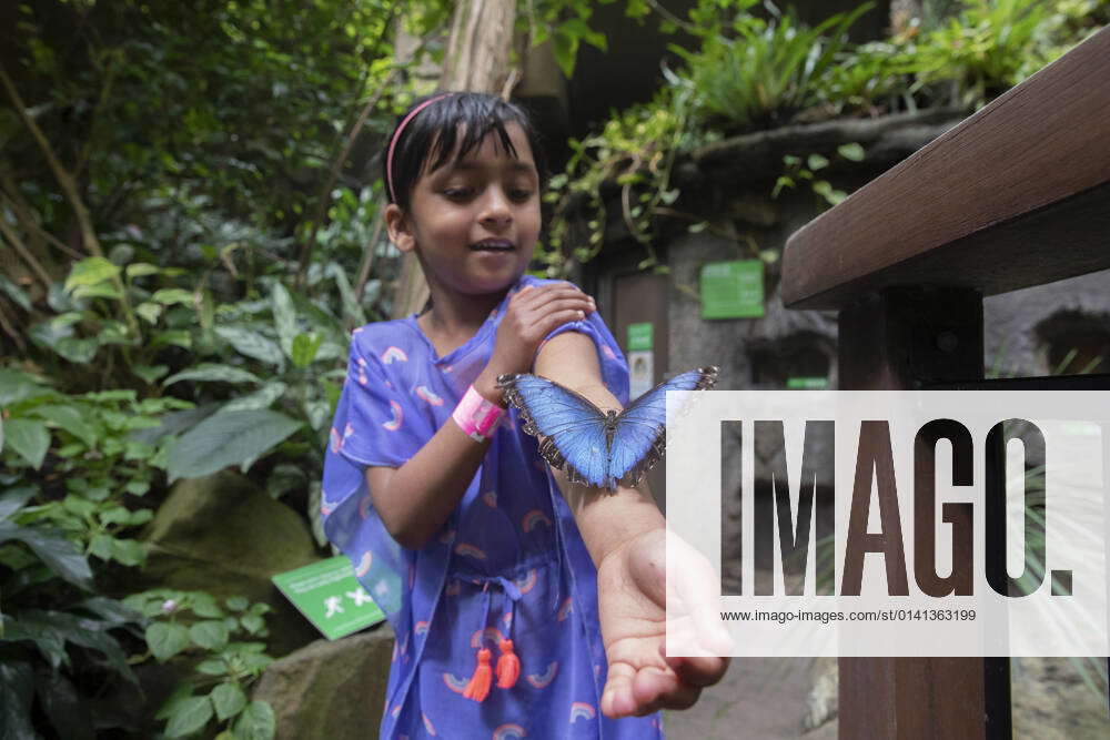 Tropical Forest Butterfly Garden At Otago Museum A butterfly sits on