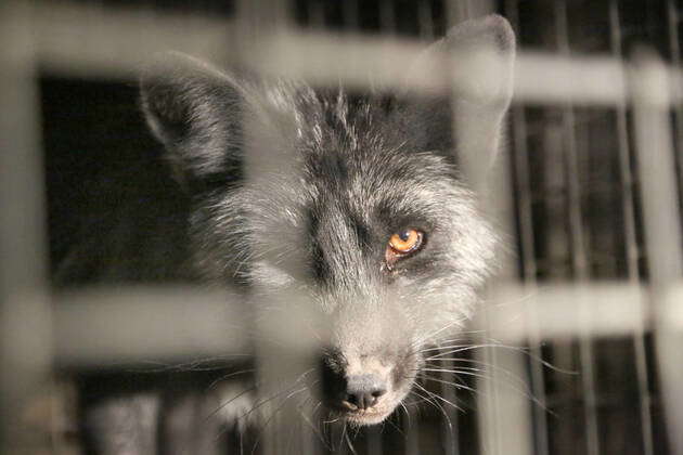 Rotfuchs, Rot-Fuchs (Vulpes vulpes), Kreuzfuchs steht im hohen Gras ...