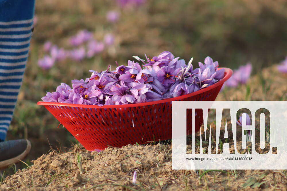 Ongoing Saffron harvest season in Kashmir Pampore, is known as Kashmir’s Saffron Town for its