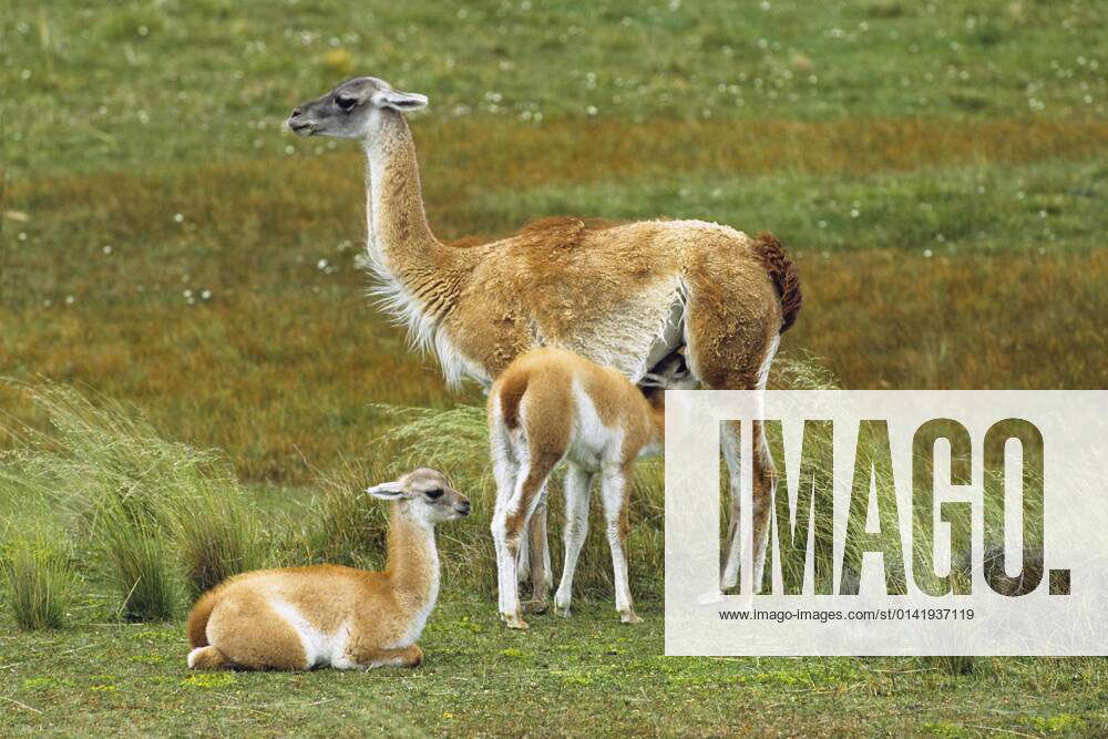 Guanacos Lama guanicoe , female with young, Torres del Paine National ...