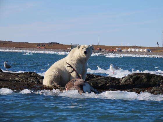 This first of its kind footage shows a polar bear hunting down an adult ...