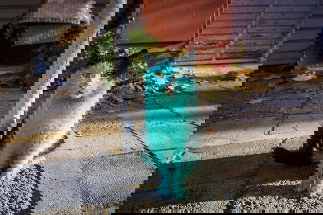 Green Cat In Varna, Bulgaria A green can has been spotted at the