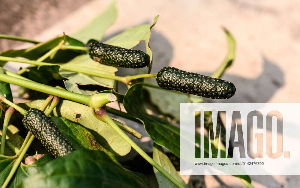 The Long Pepper Fresh green Long pepper picked from the plants and