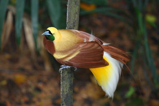 Kleiner Paradiesvogel (Paradisaea minor), Maennchen lesser bird of ...