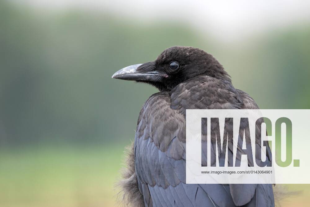 Raven crow Corvus corone , Juvenile, Bottrop, Ruhrgebiet, North Rhine ...