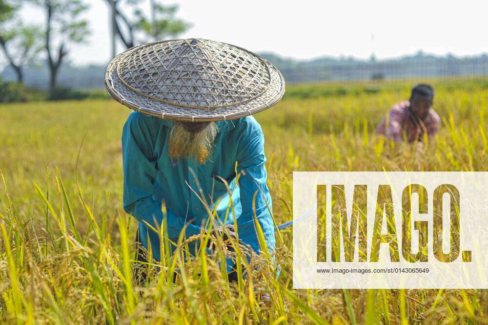 Rice Harvest Season In Bangladesh SYLHET, BANGLADESH - NOVEMBER 27, 202 ...