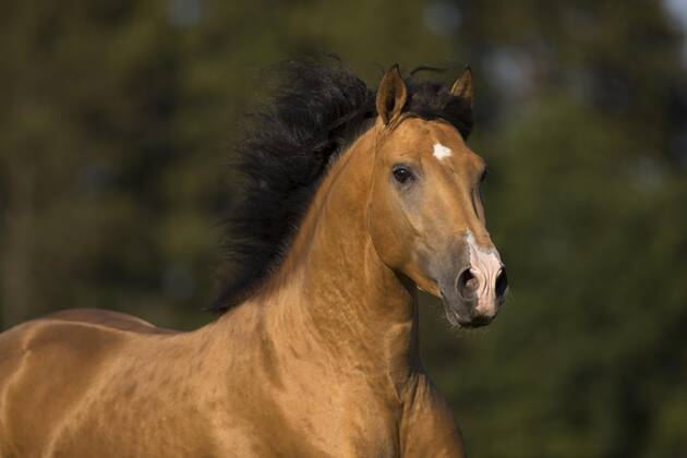 Pura Raza Espanola stallion dun with blowing mane in moving portrait ...