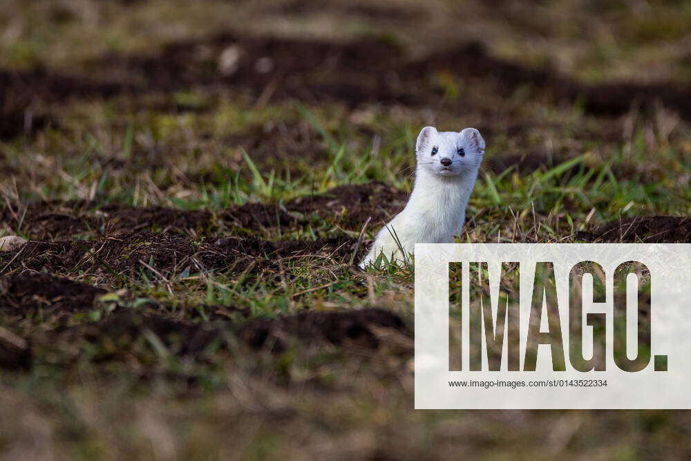 Ermine Mustela erminea McPRMU