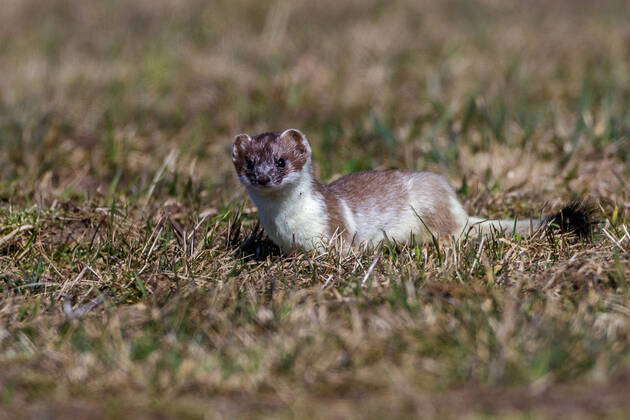 Ermine Mustela erminea in the change of coat McPRMU