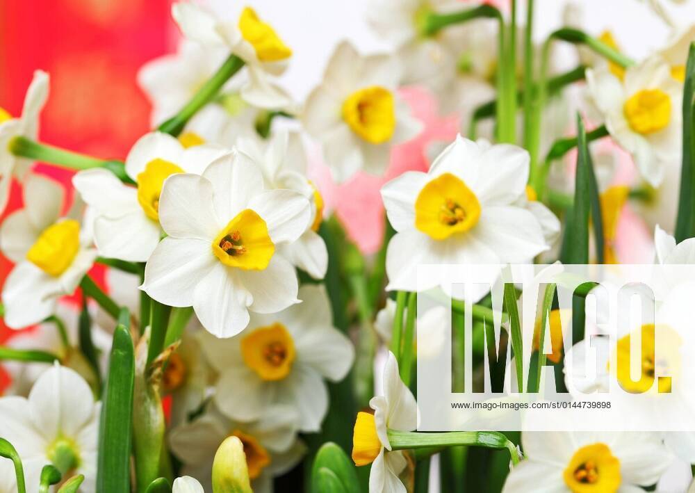 Narcissus flower for chinese new year xYAYxMicrox xleungchopanx