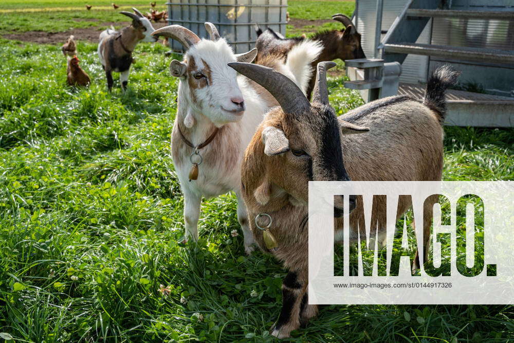 Goat keeping cute goats guard a chicken pasture, symbol photo domestic ...